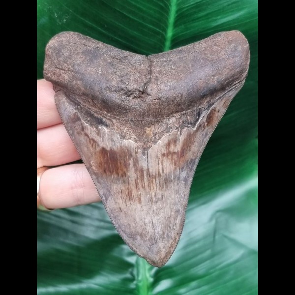 10,4 cm großer scharfer Zahn des Megalodon