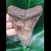 10,4 cm großer scharfer Zahn des Megalodon