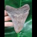 10,4 cm großer scharfer Zahn des Megalodon