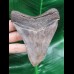 10.4 cm large sharp tooth of the Megalodon