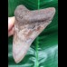 10,4 cm großer scharfer Zahn des Megalodon