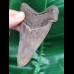 10,4 cm großer scharfer Zahn des Megalodon