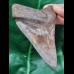 10,4 cm großer scharfer Zahn des Megalodon