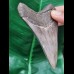 10,4 cm großer scharfer Zahn des Megalodon