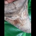 10.4 cm large sharp tooth of the Megalodon