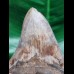 10.4 cm large sharp tooth of the Megalodon