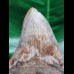 10,4 cm großer scharfer Zahn des Megalodon