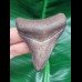 7.0 cm well preserved tooth of the Megalodon