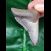 7.0 cm well preserved tooth of the Megalodon