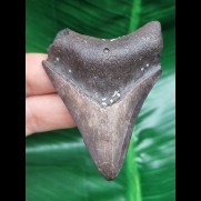 6.9 cm dagger-shaped tooth of the Megalodon