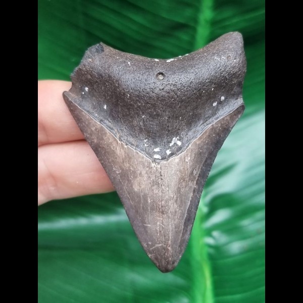 6,9 cm dolchförmiger Zahn des Megalodon