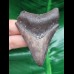 6,9 cm dolchförmiger Zahn des Megalodon