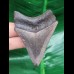 6.9 cm dagger-shaped tooth of the Megalodon