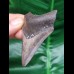 6.9 cm dagger-shaped tooth of the Megalodon
