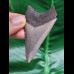 6,9 cm dolchförmiger Zahn des Megalodon