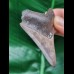 6.9 cm dagger-shaped tooth of the Megalodon