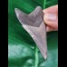 6,9 cm dolchförmiger Zahn des Megalodon