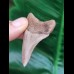 5,6 cm scharfer, heller Zahn des Megalodon