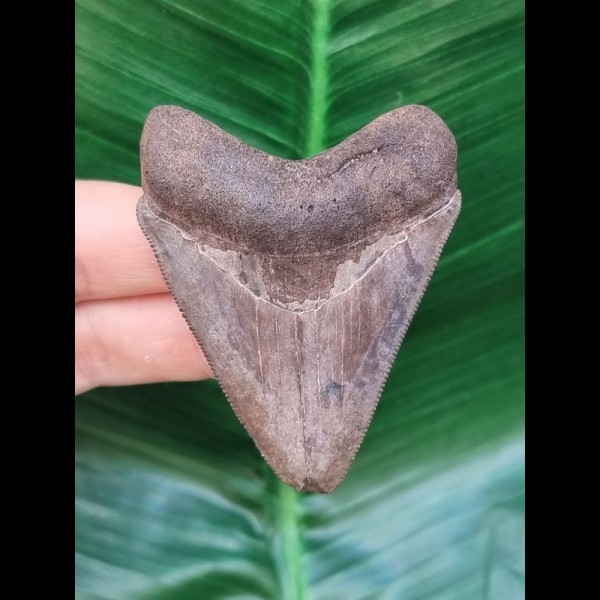 6,3 cm sehr scharfer Zahn des Megalodon