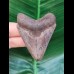 6.3 cm very sharp tooth of the Megalodon