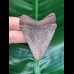 6,3 cm sehr scharfer Zahn des Megalodon