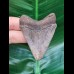 6.3 cm very sharp tooth of the Megalodon