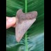 6.3 cm very sharp tooth of the Megalodon