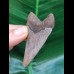 6,3 cm sehr scharfer Zahn des Megalodon