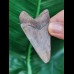6.3 cm very sharp tooth of the Megalodon