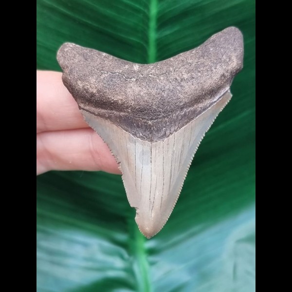 6.8 cm razor-sharp tooth of the Megalodon