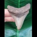 6.8 cm razor-sharp tooth of the Megalodon