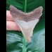 6.8 cm razor-sharp tooth of the Megalodon