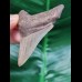 6.8 cm razor-sharp tooth of the Megalodon