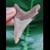6.8 cm razor-sharp tooth of the Megalodon