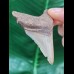 6.8 cm razor-sharp tooth of the Megalodon