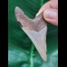 6.8 cm razor-sharp tooth of the Megalodon