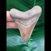 6.9 cm light tooth of the Megalodon shark