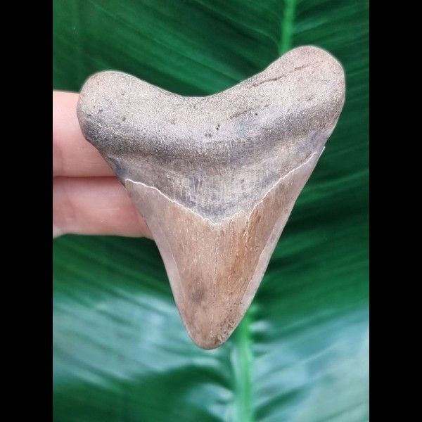 6,9 cm heller Zahn des Megalodon Hai