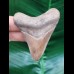 6,9 cm heller Zahn des Megalodon Hai