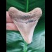6.9 cm light tooth of the Megalodon shark