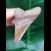 6.9 cm light tooth of the Megalodon shark