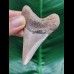 6,9 cm heller Zahn des Megalodon Hai