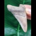 6.9 cm light tooth of the Megalodon shark