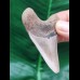 6,9 cm heller Zahn des Megalodon Hai