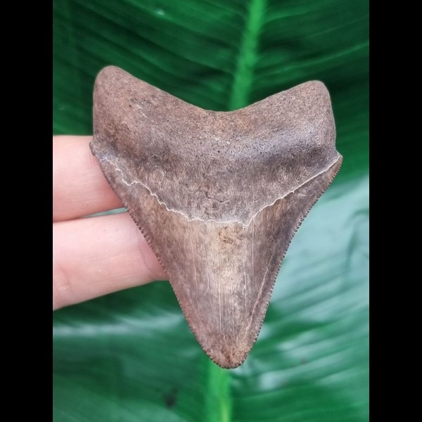 6,7 cm  scharfer Zahn des Megalodon