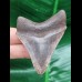 6,7 cm  scharfer Zahn des Megalodon