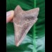 6,7 cm  scharfer Zahn des Megalodon