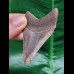 6.7 cm sharp tooth of the Megalodon
