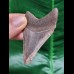 6,7 cm  scharfer Zahn des Megalodon