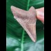 6.7 cm sharp tooth of the Megalodon